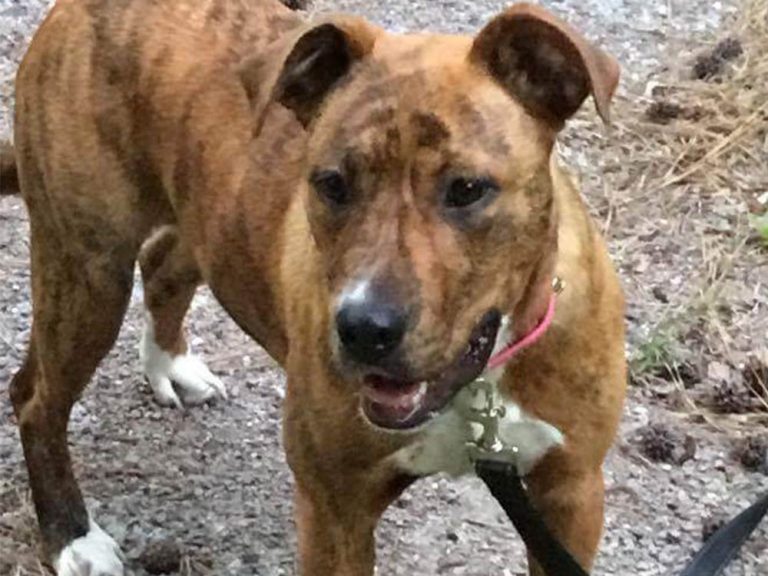 Peace, Love & Paws Animal Adoption & Fostering Myrtle Beach, SC