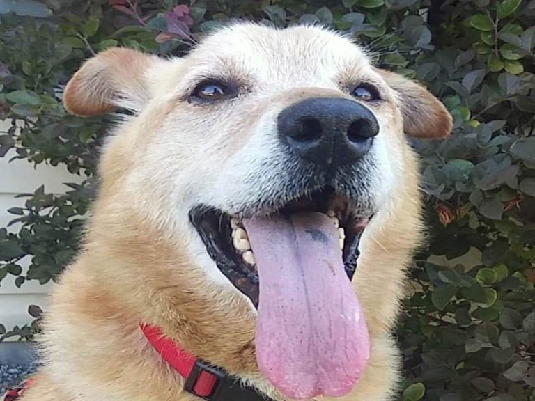 Peace, Love & Paws Animal Adoption & Fostering Myrtle Beach, SC